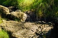 Small mountain creek flowing between rocks at Divcibare mountain Royalty Free Stock Photo