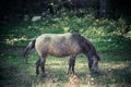 Small mountain domestic horse graze on pasture