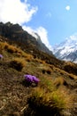 Small mountain flower Royalty Free Stock Photo