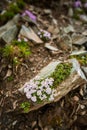 Small mountain flowers closeup Royalty Free Stock Photo