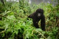 Small mountain gorilla in the forest Royalty Free Stock Photo