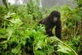 Small mountain gorilla in the forest Royalty Free Stock Photo
