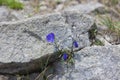 A small mountain purple flower. Royalty Free Stock Photo