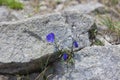 A small mountain purple flower.