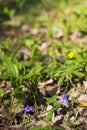 A small mountain purple flower Royalty Free Stock Photo