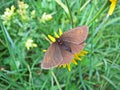 The small mountain ringlet butterfly or mountain ringlet Erebia epiphron or Der Knochs Mohrenfalter Schmetterling