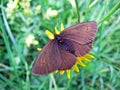 The small mountain ringlet butterfly or mountain ringlet Erebia epiphron or Der Knochs Mohrenfalter Schmetterling