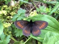 The small mountain ringlet butterfly or mountain ringlet Erebia epiphron or Der Knochs Mohrenfalter Schmetterling