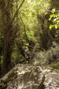 Small mountain river in the forest on a sunny day Greece, Andros Island, Cyclades Royalty Free Stock Photo