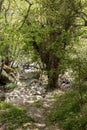 Small mountain river in the forest on a sunny day Greece, Andros Island, Cyclades Royalty Free Stock Photo