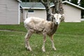 Small Mountain Sheep