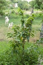 Small Mountainsop Tree