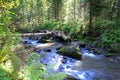 A small mountain stream, a cascade of waterfalls flowing through the Matins coniferous forest Royalty Free Stock Photo