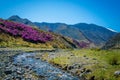 Small mountain stream among the flowering hills and mountains covered with forest. Glitter of water, blue sky and pink flowers, Royalty Free Stock Photo