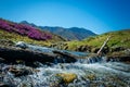 Small mountain stream among the flowering hills and mountains covered with forest. Glitter of water, blue sky and pink flowers, Royalty Free Stock Photo