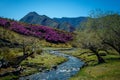 Small mountain stream among the flowering hills and mountains covered with forest. Glitter of water, blue sky and pink flowers, Royalty Free Stock Photo