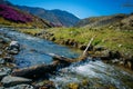 Small mountain stream among the flowering hills and mountains covered with forest. Glitter of water, blue sky and pink flowers Royalty Free Stock Photo