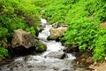 A small mountain stream flows down around the stones in a stormy stream through the thickets of bushes Royalty Free Stock Photo