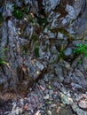 mountain stream flows through the rocks high in the mountains. Wet rocks and green mosses Royalty Free Stock Photo