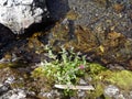 A small mountain stream made from melting snow