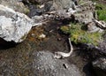 A small mountain stream made from melting snow