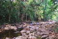 Small mountain stream in a shady jungle