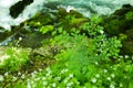 Small mountain waterfall on the rocks covered with moss deep in the forest. Calming nature background.Soft focus Royalty Free Stock Photo