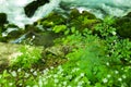 Small mountain waterfall on the rocks covered with moss deep in the forest. Calming nature background.Soft focus Royalty Free Stock Photo