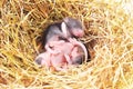 Small mouse babies in nest