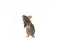 Small mouse isolated on a white