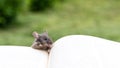 A small mouse near an open book. Literacy, reading a book