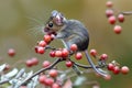 A small mouse perched on the edge of a tree branch, looking out into the distance Royalty Free Stock Photo