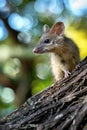 A small mouse perched on a tree branch. Perfect for nature and wildlife themes Royalty Free Stock Photo