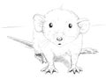 Small mouse sketch
