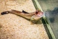 Small mud skipper in aquarium Royalty Free Stock Photo