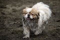 Small Muddy Dog on Beach