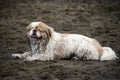 Small Muddy Dog on Beach Royalty Free Stock Photo