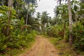 Small muddy road going through a dense tropical forest Royalty Free Stock Photo