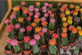 Small multi-colored cactus in the garden