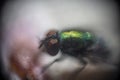 a small multi-colored fly eats leftover food in macro