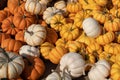 Small Multi Colored pumpkins in a pile. Good for a background autumn scene.