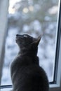 Small multi-colored russian blue cat sitting in front of a window at dusk and looking up Royalty Free Stock Photo