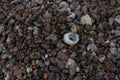 Small multi-colored white brown river seashells and pebbles lie in sand on shore of Baltic sea Royalty Free Stock Photo