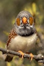 Zebra Finch in Northern Territory Australia