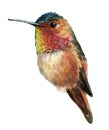 Small multicolored bird, hummingbird, isolated on white background.