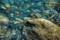 Small multicolored stones on the bank of a mountain stream with crystal clear glacial water. Top view. Royalty Free Stock Photo