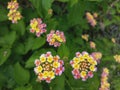 Small multicolure lantana flowers