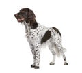 Small Munsterlander dog against white background Royalty Free Stock Photo