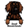 Small Munsterlander - dog breed. Color image of a dogs head isolated on a white background