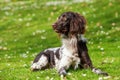 Small munsterlander dog Royalty Free Stock Photo